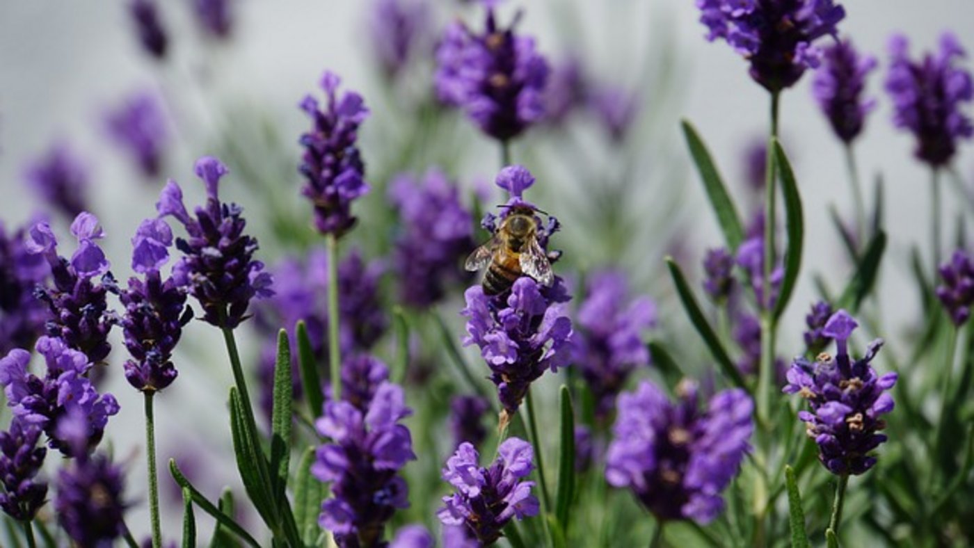 Im Bereich der Artenvielfalt könnte die Schweiz noch mehr tun. (Symbolbild Pixabay)
