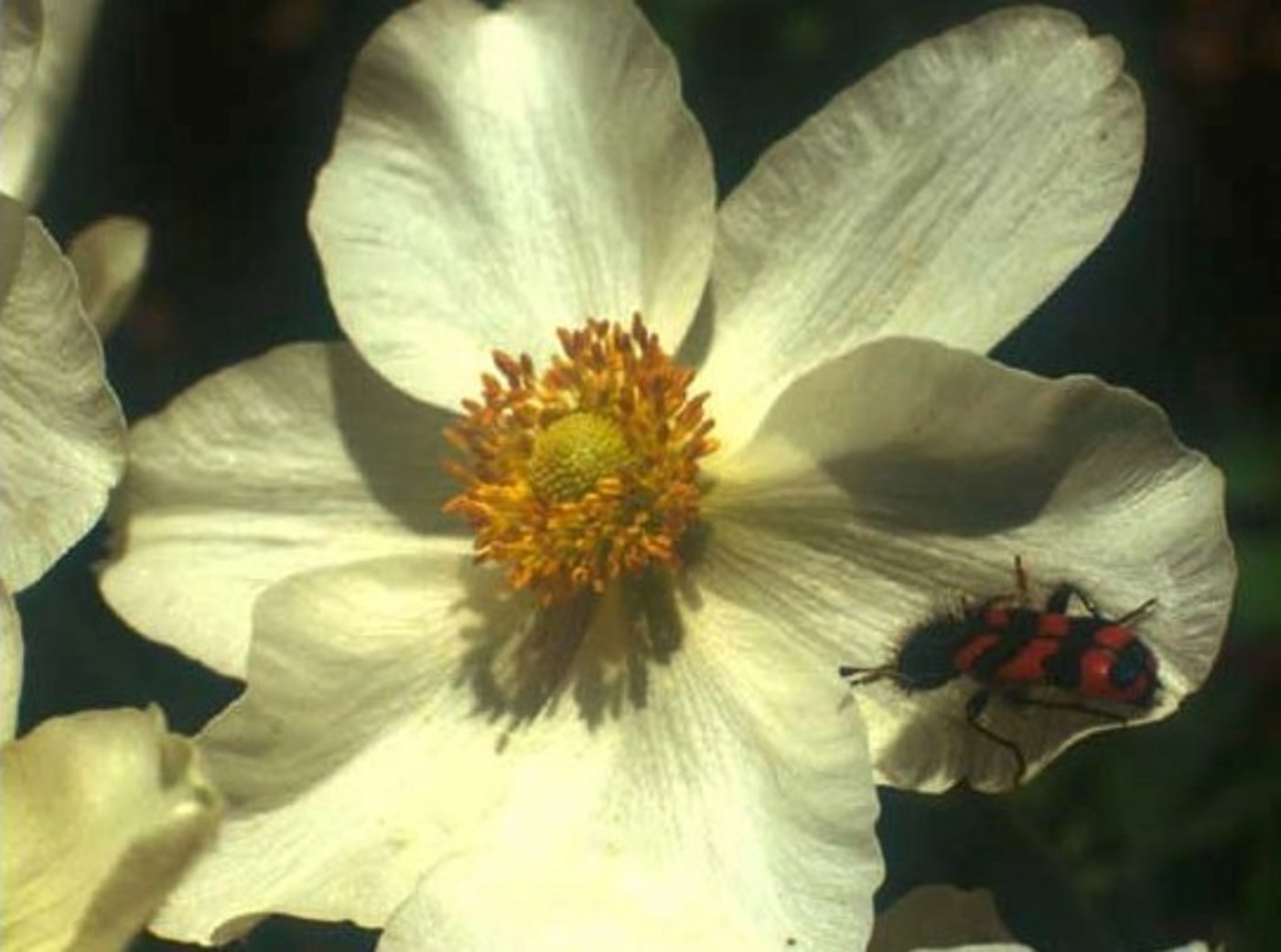 Das Grosse Windröschen steht in der Schweiz auf der Roten Liste der bedrohten Arten. Die neuen Gesetze gelten zum Schutz solcher Pflanzen und Tiere. (Bild www.artenschutz.ch)