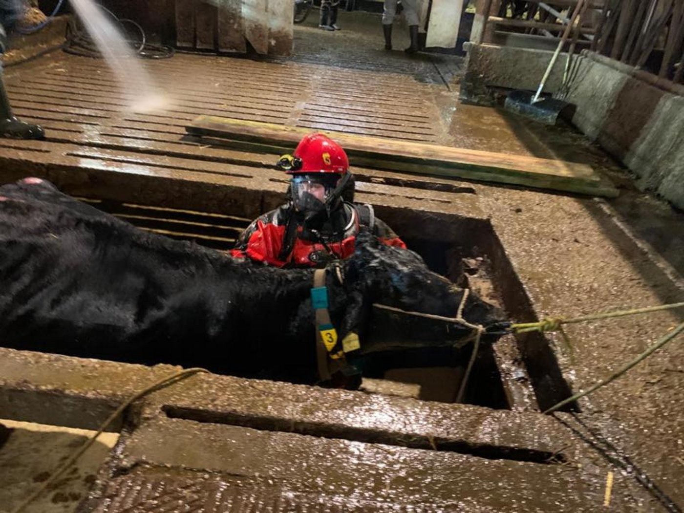 Die Feuerwehr, der Tierarzt und der Landwirt halfen den Tieren aus ihrer misslichen Lage.