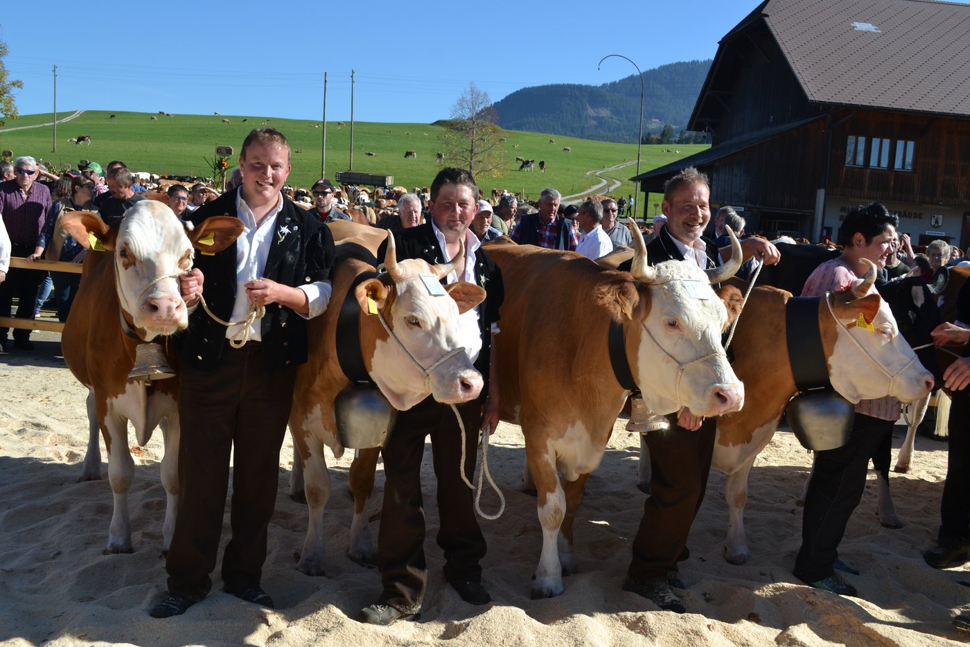 Glückliche Gesichter bei den Simmentalern.