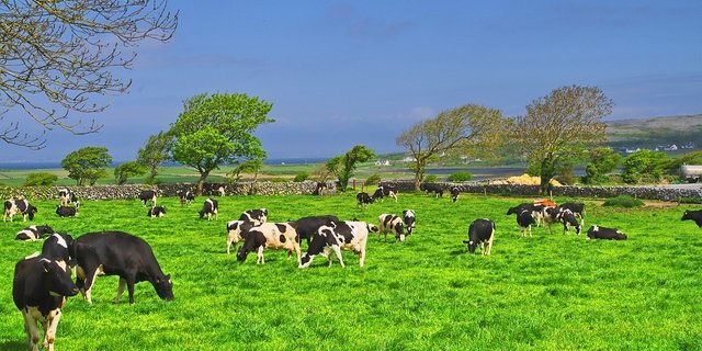 Milchkühe in Irland. (Bild Pixabay)