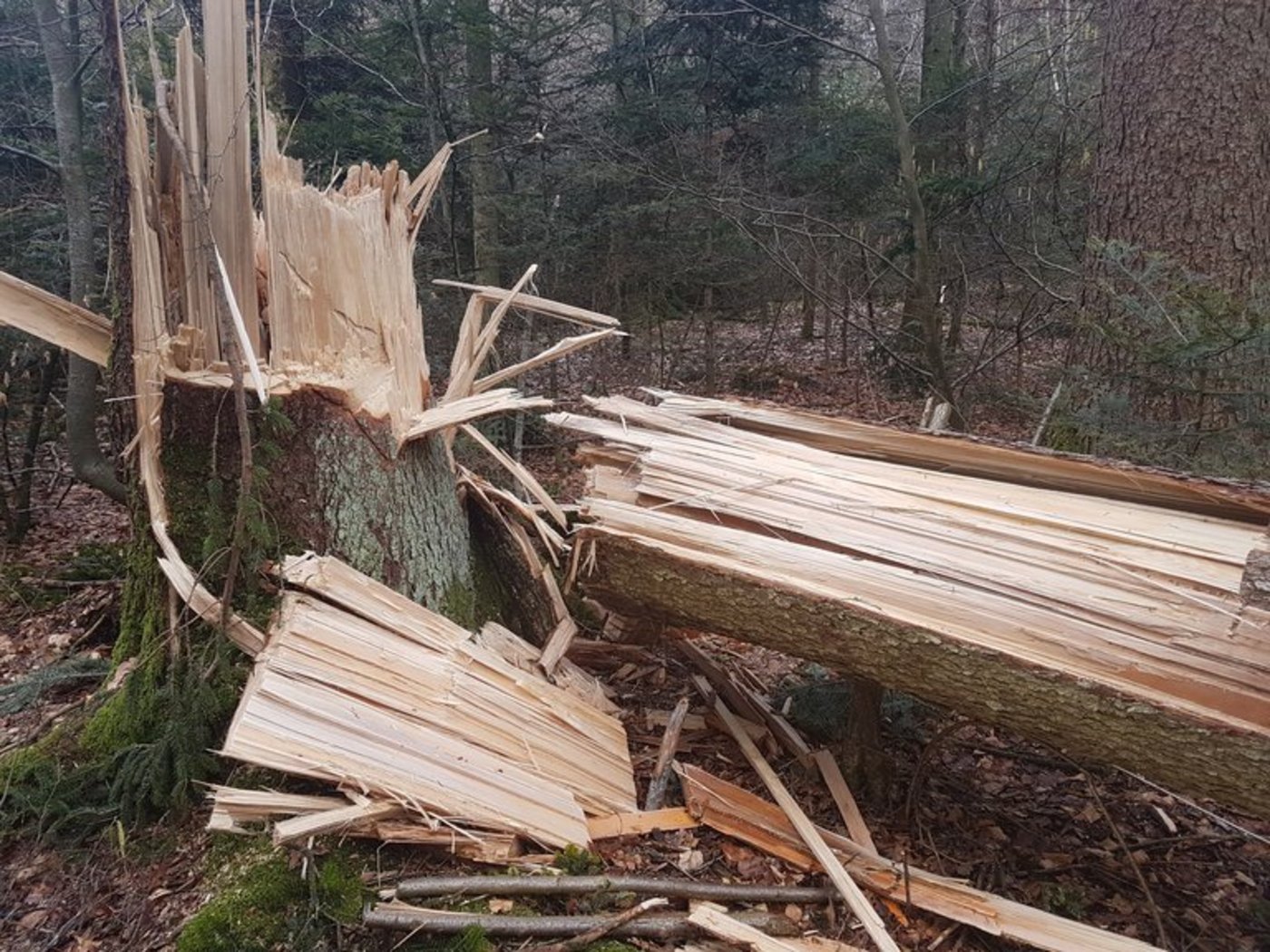 Sturmschaden im Berner Seeland nach dem Wintersturm Burglind. (Bild ji)