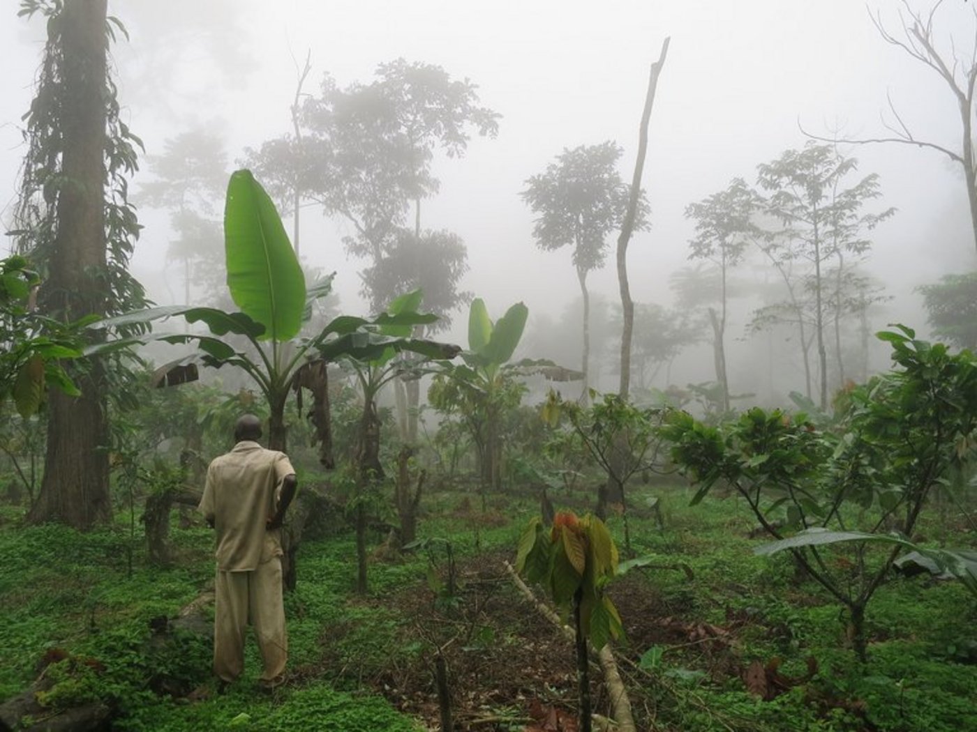Kakao-Bäume in einem Agroforst-System. (Christian Andres/Fibl)