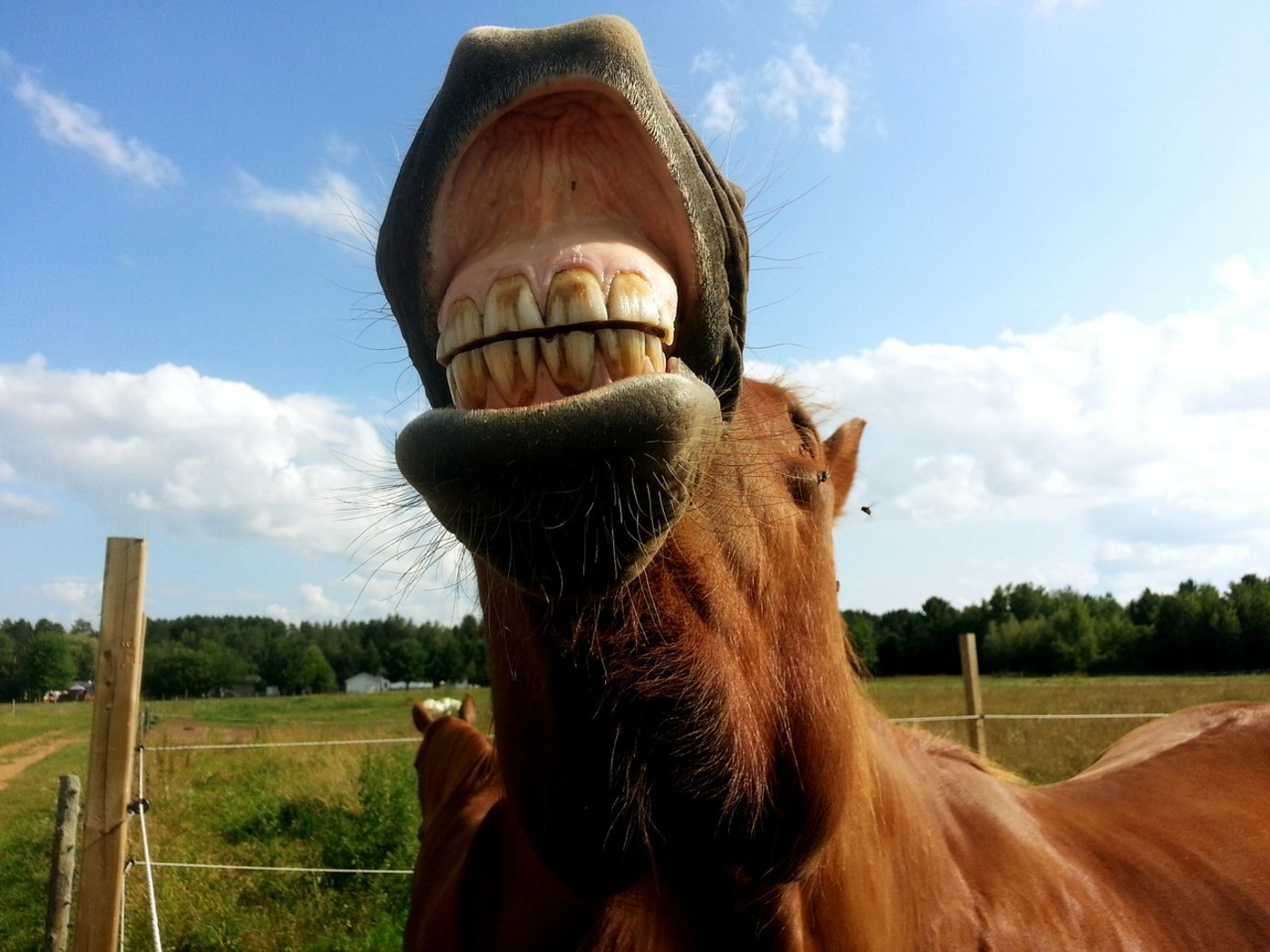 Ein- bis zweimal im Jahr sollten die Zähne beim Pferd untersucht werden. (Bild Pixabay)