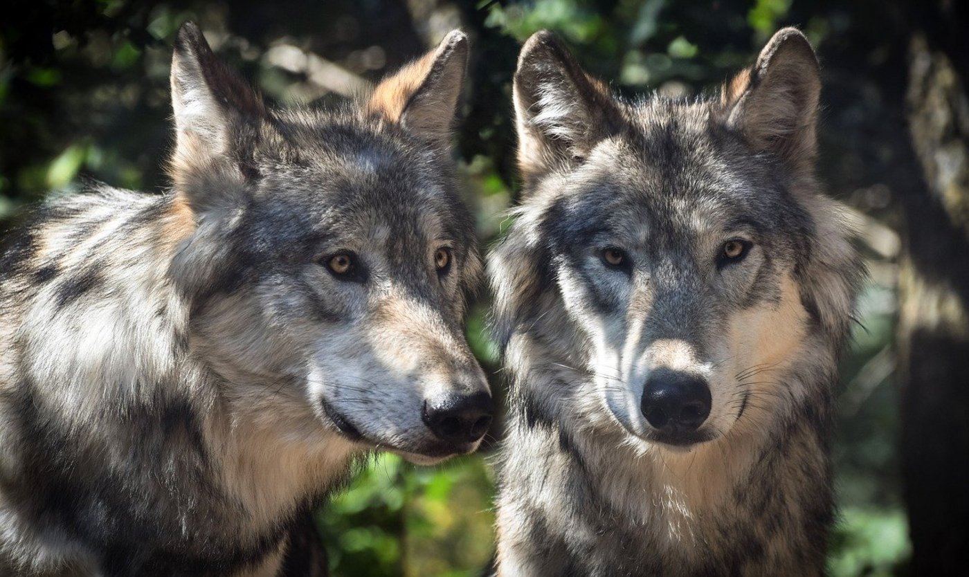 Den Wölfen in der Schweiz scheint es gut zu gehen, es gibt nicht zum ersten Mal Schweizer Wolfswelpen. (christels/Pixabay)