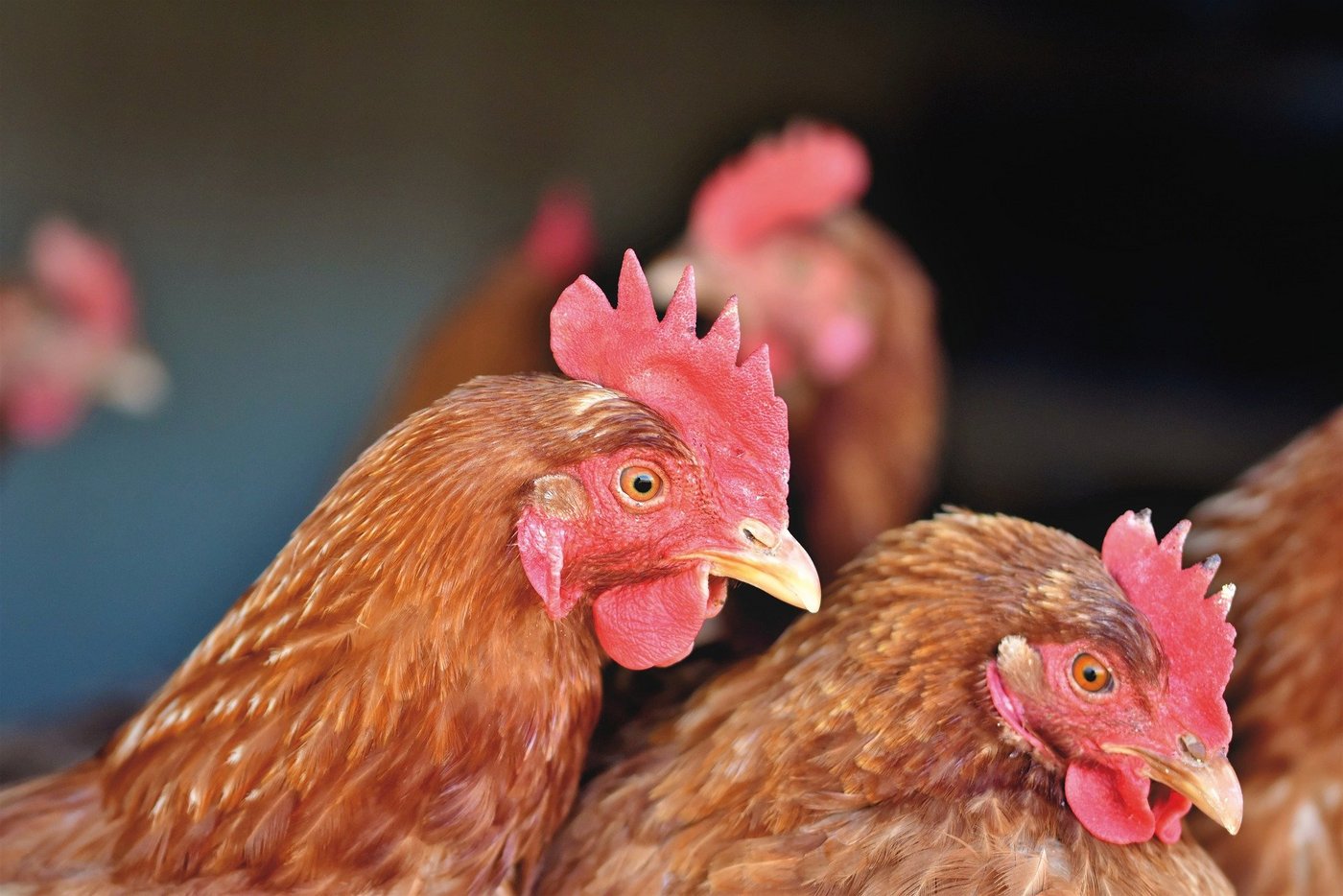 Sowohl Pouletfleisch als auch Eier aus der Schweiz sind hierzulande beliebte Produkte. (BIld Capri23auto/Pixabay)