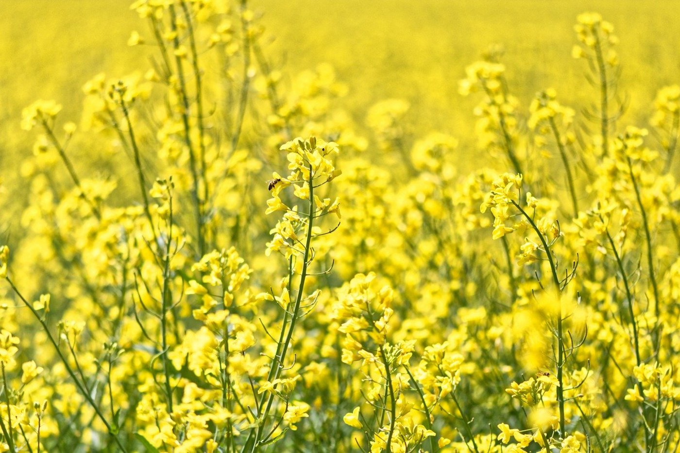Ziel der Beiträge sind unter anderem die Förderung der Schweizer Selbstversorgung mit Ölsaaten sowie die bessere Abstimmung von Produktion und Nachfrage. (Bild PIxabay)