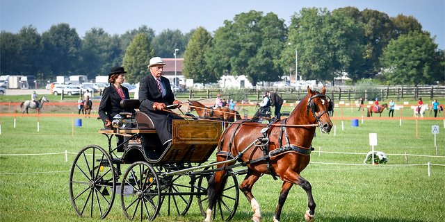 Bei schönstem Herbstwetter gab es am Pferdefestival grosses Kino für Pferdenarren. (Bilder Agroscope)