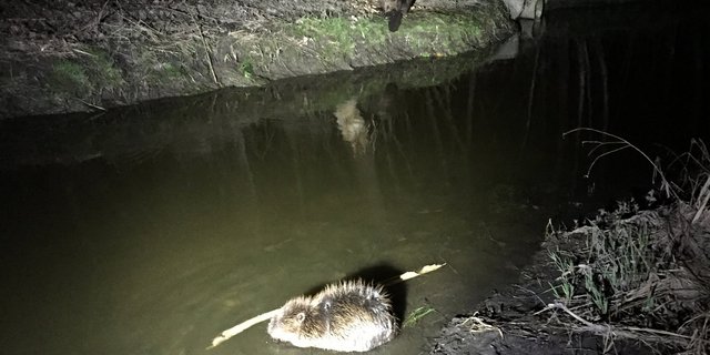 Die Biberfamilie geniesst ihren Lebensraum an der Esche, vor allem bei Dämmerung oder nachts. (Bilder Amt für Umwelt Fürstentum Liechtenstein)
