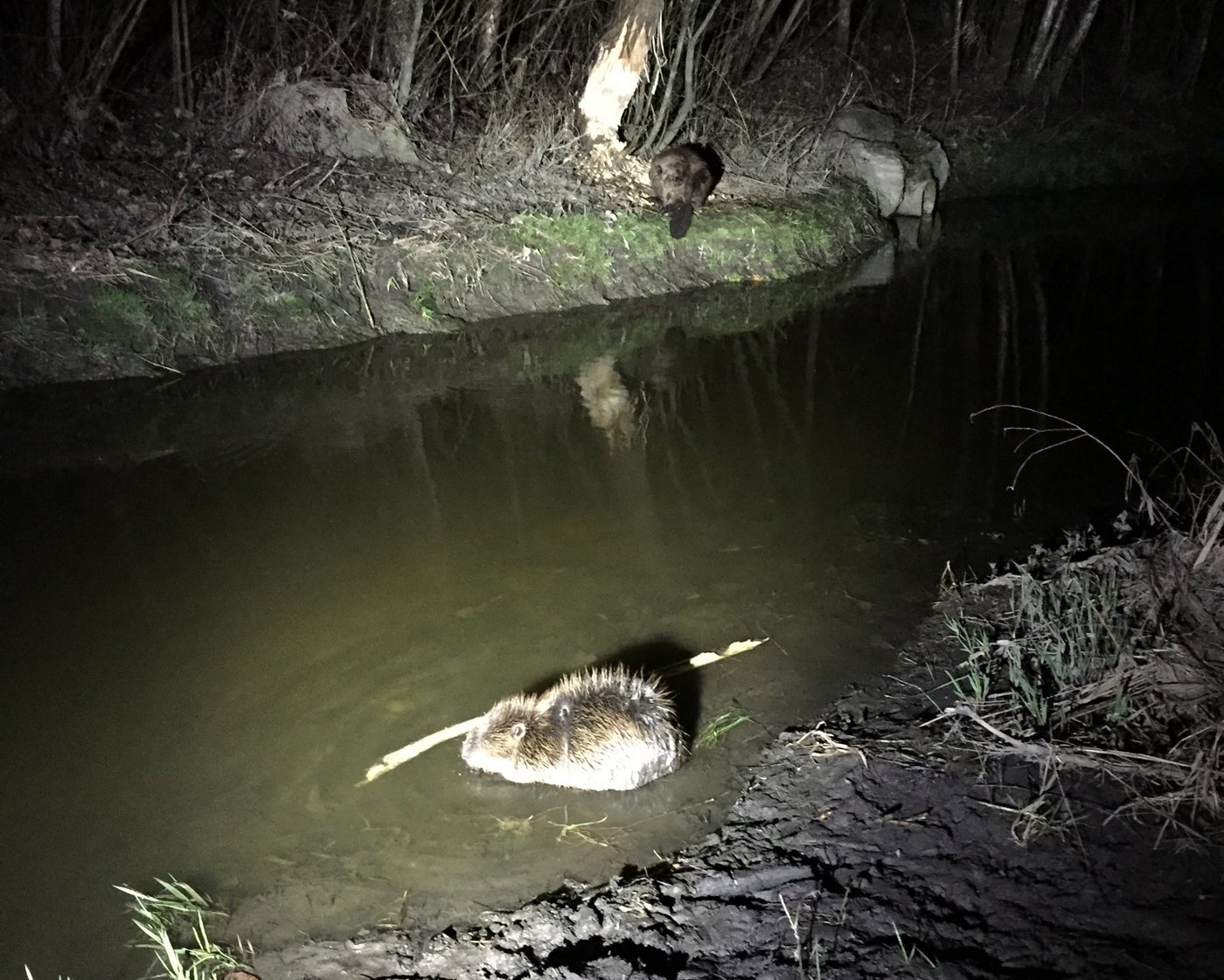 Die Biberfamilie geniesst ihren Lebensraum an der Esche, vor allem bei Dämmerung oder nachts. (Bilder Amt für Umwelt Fürstentum Liechtenstein)