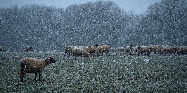 Wegen schlechten Wetters wich eine Wanderherde im Kanton Zürich in den Wald aus - mit Folgen für den Besitzer der Schafe. (Symbolbild Pixabay)