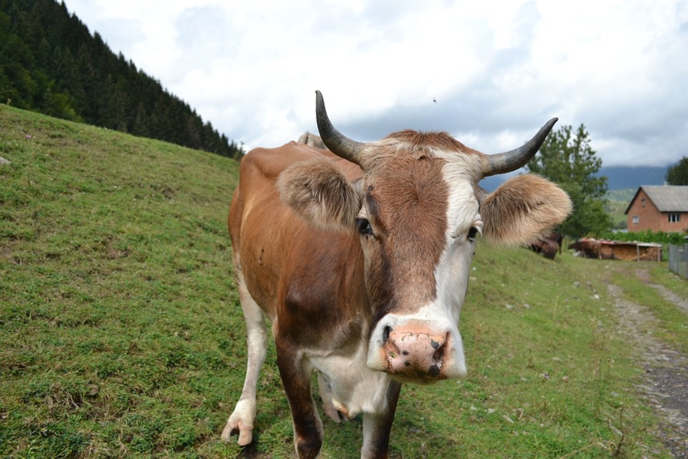 Eine Kuh in der Ukraine. (Symbolbild Pixabay)