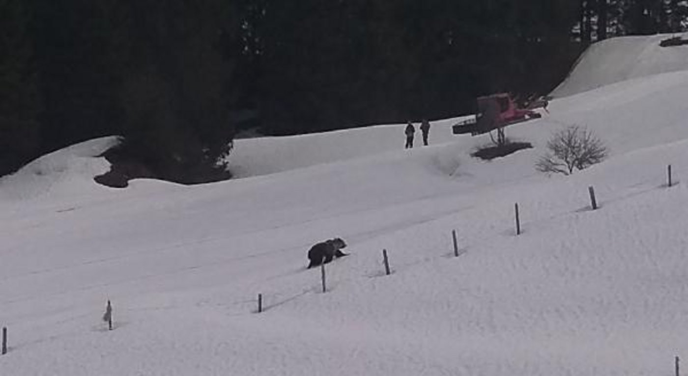  Der Bär trottete oberhalb von Engelberg an zwei Pistenmitarbeitern vorbei. Es dürfte sich um M29 handeln. (Bild Kantonspolizei Nidwalden)