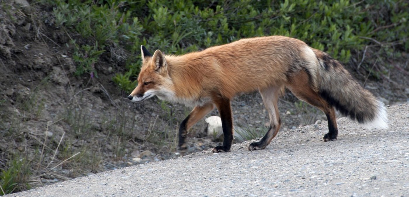 Achtung im Oktober, November und Dezember: Wenn die Tage kürzer werden, sind Fuchs, Wildschwein, Hirsch und Reh manchmal zusammen unterwegs. (Symbolbild Pixabay)