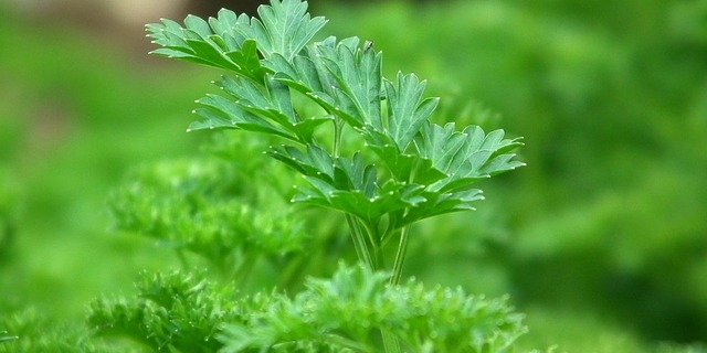 Den Peterli sollte man nicht mitkochen. (Bild Pixabay)