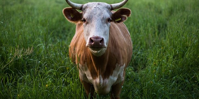 Mittlerweile engagieren sich verschiedene landwirtschaftliche Gruppen in Sachen Klimawandel. Die Haltung von Nutztieren ist dabei ein Streitpunkt. (Bild Pixabay) 