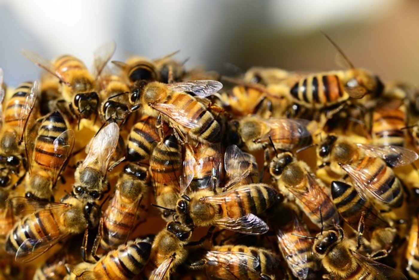Die Feuerwehr vermutet, dass die Bienen durch das Wetter und die Honigernte des Imkers aufgeschreckt worden sind. (Bild Pixabay)