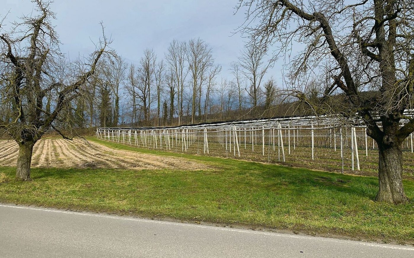 Freihaltezone für Wildtierkorridor in Altwis. Hindernisse wie geschützte Beerenkulturen und eingezäunte Obstanlagen seien darin unerwünscht.  