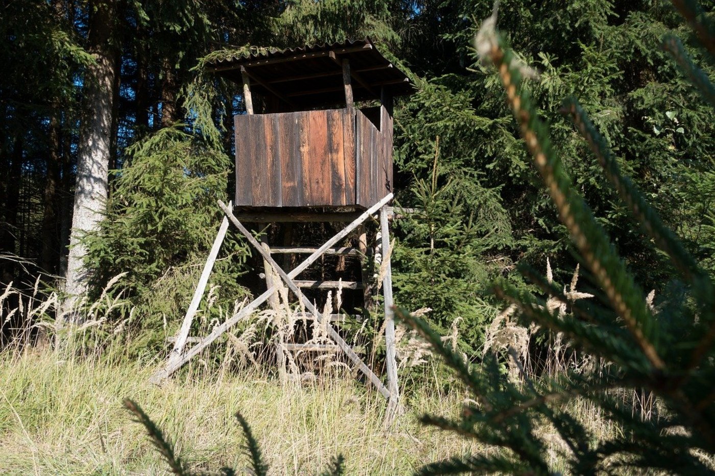 Der Ständerat spricht sich für Massnahmen zum Schutz vor Wölfen aus. (Bild Pixabay)