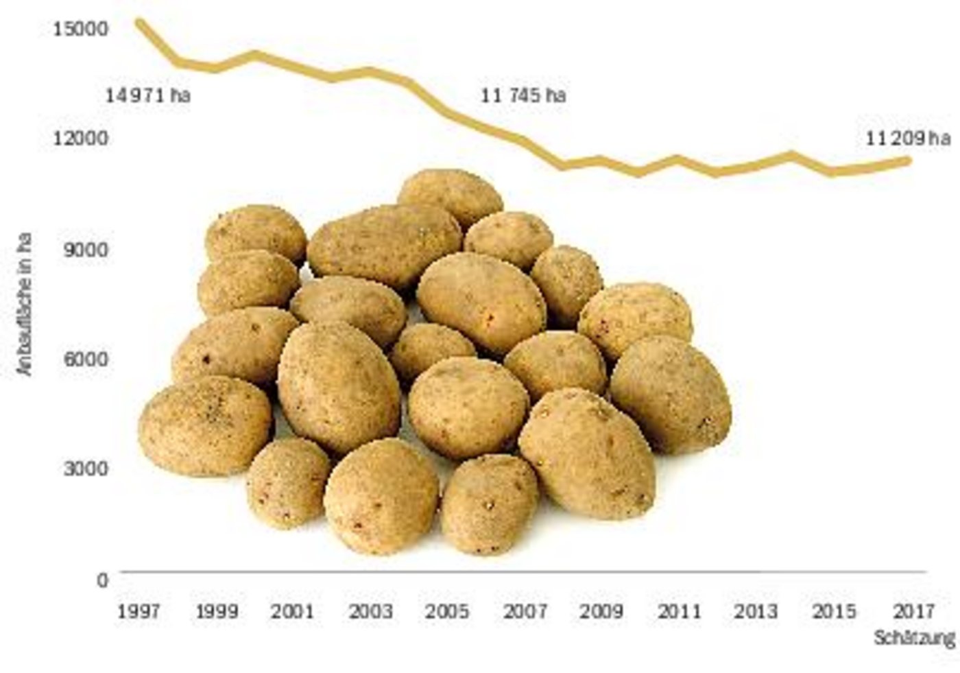 1997 wurden in der Schweiz auf knapp 15 000 Hektaren (ha) Kartoffeln angebaut. Seither sanken die Anbauflächen stetig. Im laufenden Jahr wurden 11 209 ha angebaut, 214 ha mehr als 2016. ( Grafik rü)