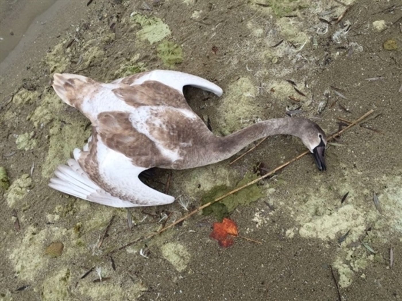Die Vogelgrippe sorgte im Herbst 2016 in der Schweiz für Schlagzeilen: Dieser verendete junge Höckerschwan wurde damals am Neuenburgersee aufgefunden und positiv auf H5N8 getestet. (Bild BLV) 