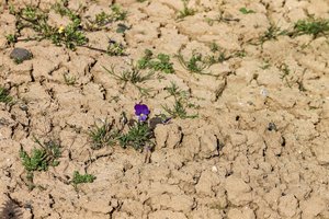 Hitze: Was passiert mit Pflanzen bei hohen Temperaturen? Auf trockenem Boden haben es Pflanzen schwer. Einige können aber besser mit Wassermangel umgehen als andere. (Bild manfredrichter/Pixabay)