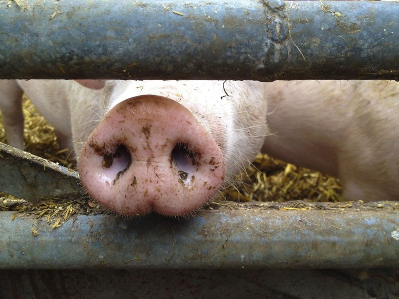 Im Stall des Schweinezüchters verendeten 1'600 Schweine. (Bild ©WOD - stock.adobe.com)