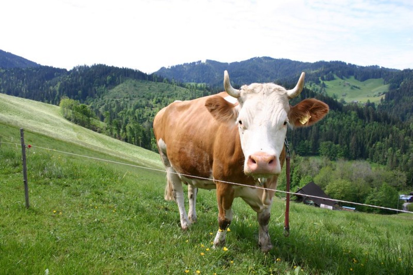 Laut der Ständeratskommission sollen Landwirte kein Geld für gehörnte Tiere erhalten. (Bild BauZ)