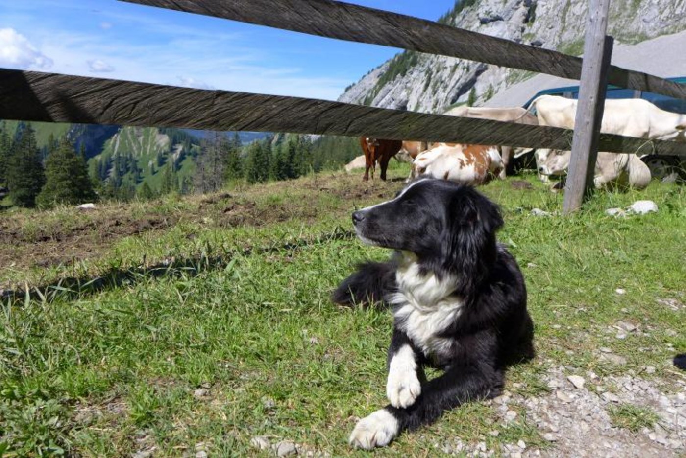 Eindrücke von der Alp Laub. (Bilder zVg)