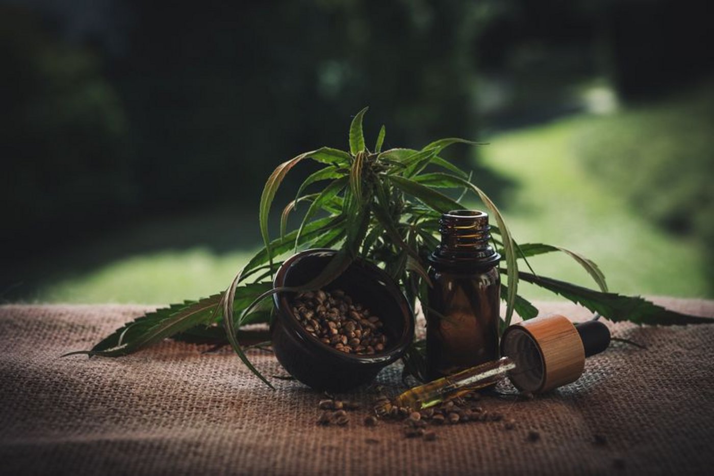 Ab 2021 wird die Produktion von CBD-Hanf, der beispielsweise zur Herstellung von Öl genutzt wird, in der Schweiz möglich. (Bild Pixabay) 