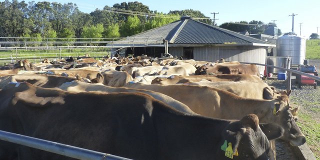 In weidebasieren oder gemischen Systemen wie in Neuseeland sind die Futterkosten deutlich tiefer als in intensiven Fütterungssystemen wie Feedlots. (Bild: Eveline Dudda)