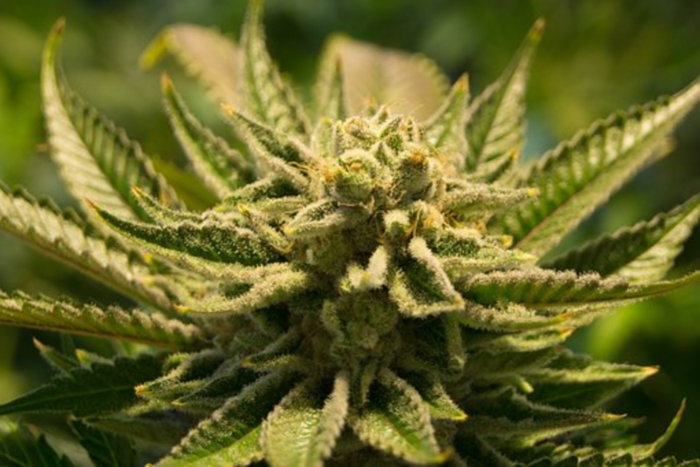 Cannabis ist nach wie vor umstritten. 