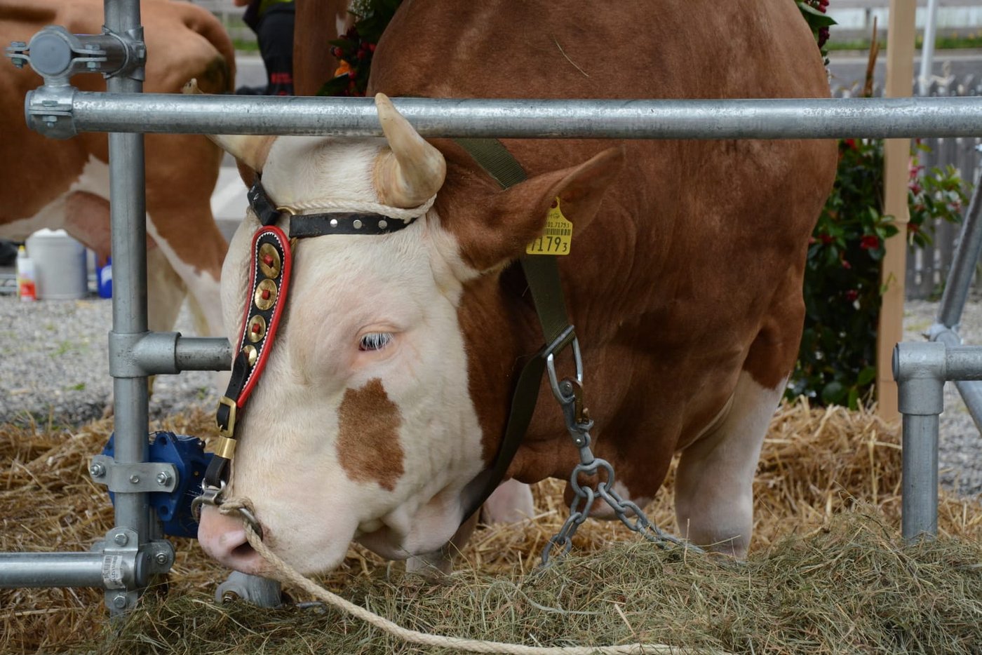 Nach dem 2. Gang konnte das Publikum am Oberländischen Schwingfest die Lebendpreise bewundern. Heute wird bekannt, wer den Stier Jan gewinnt.