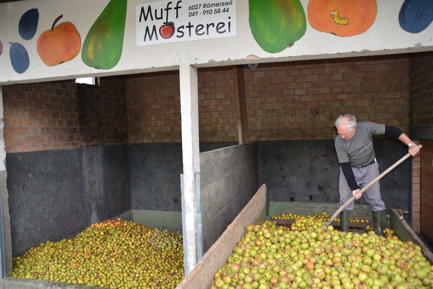 Hier wird das Mostobst abgeladen, es sind vor allem Birnen. 