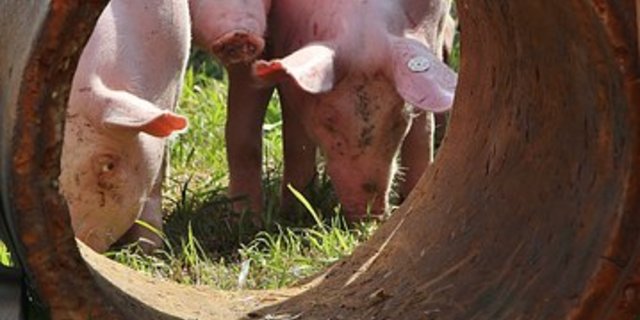 Lokalanästhesie soll die vierte Alternative für den Ausstieg aus der betäubungslosen Ferkelkastration werden. (Bild Pixabay)