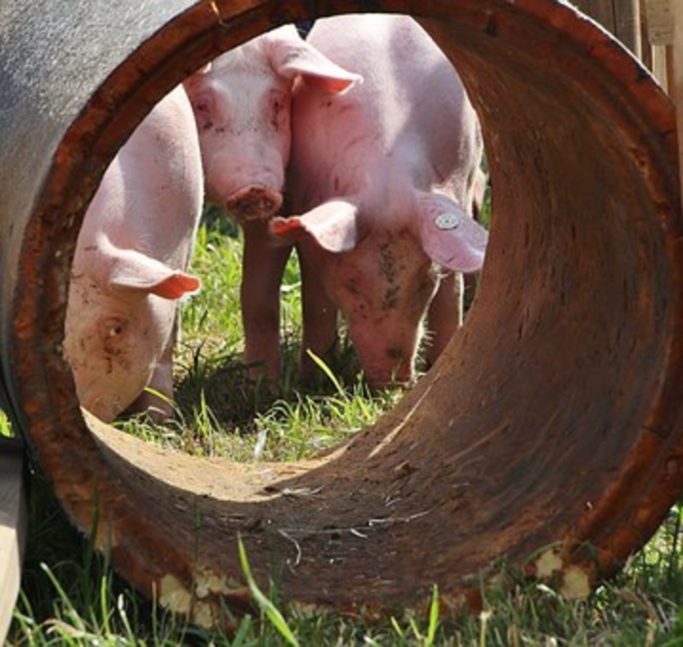 Lokalanästhesie soll die vierte Alternative für den Ausstieg aus der betäubungslosen Ferkelkastration werden. (Bild Pixabay)