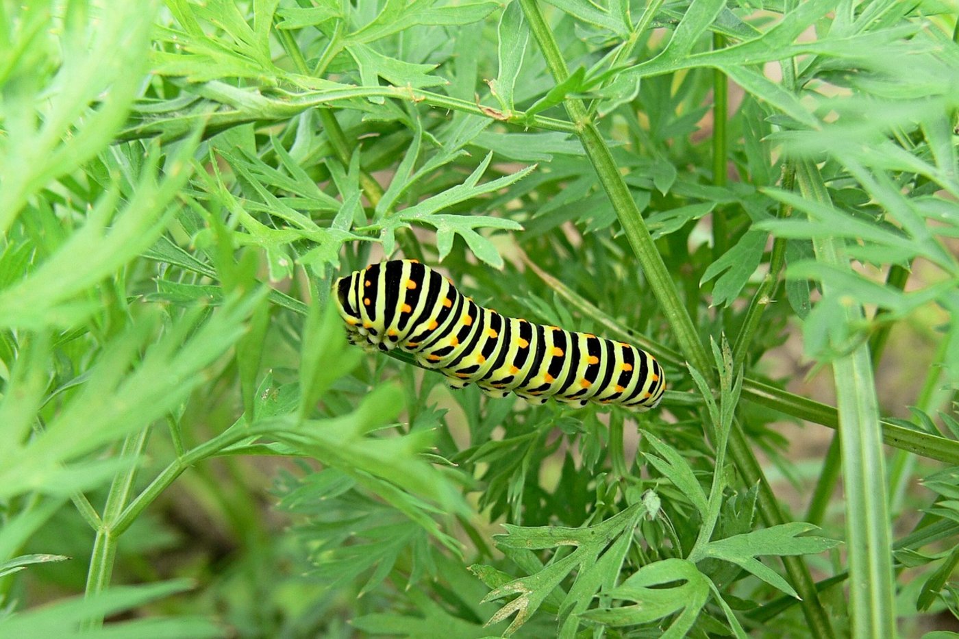 Stacheln würden auch die "Rüebliraupe" abhalten, die Karotte hat keine, jedoch besitzen Kartoffel, Tomate und Aubergine - zumindest ursprünglich - Stacheln. (Bild Pixabay)