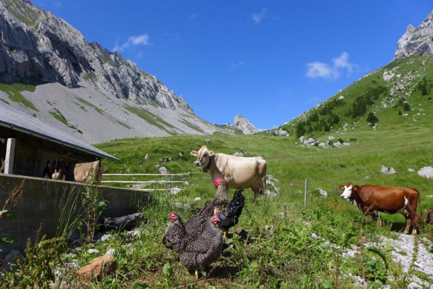 Eindrücke von der Alp Laub. (Bilder zVg)