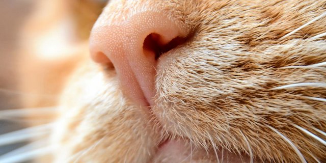Katzennase close up