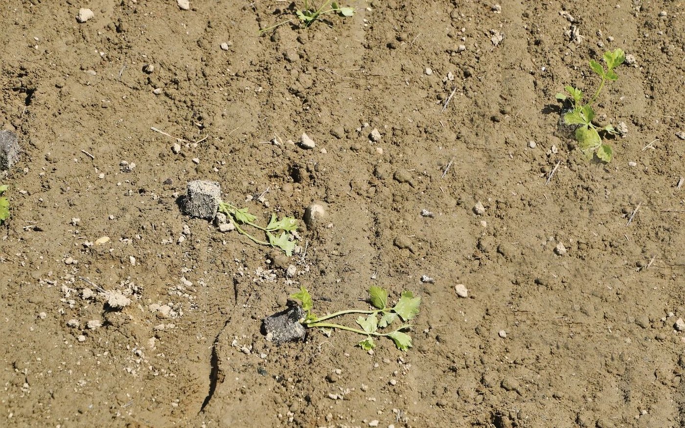 Auf dem Gemüsefeld liegen zig frisch gepflanzte Pflanztöpfchen  zwischen den Reihen herum. Verursacht hat dies ein Krähenschwarm, der dort einfiel und die Töpfchen herauspickte.
