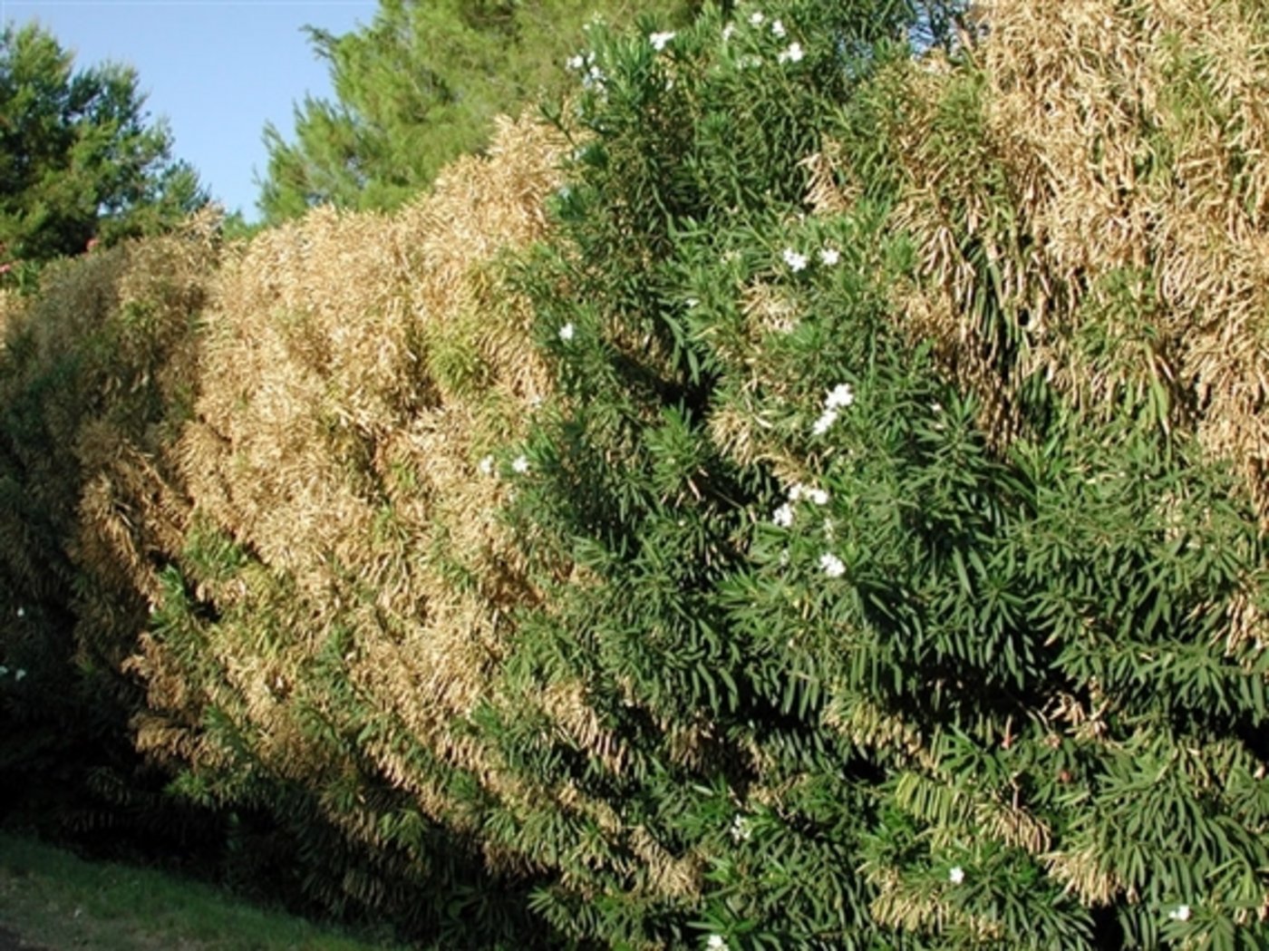 Mit dem Bakterium Xylella fastidiosa infizierter Oleander. (Bild Pompilid) 