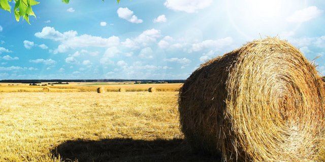 Knapp 5 Prozent der landwirtschaftlichen Nutzfläche Frankreichs wurden im letzten Jahr biologisch bewirtschaftet. (Bild pd)