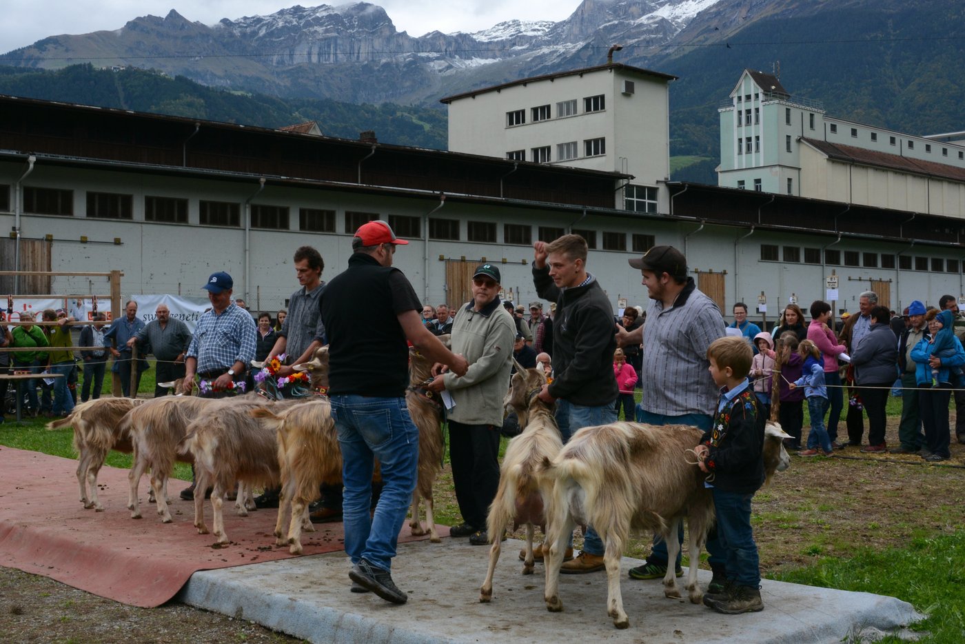 Marco Herger, Altdorf, freut sich über seine Miss Toggenburgerziege Sali.