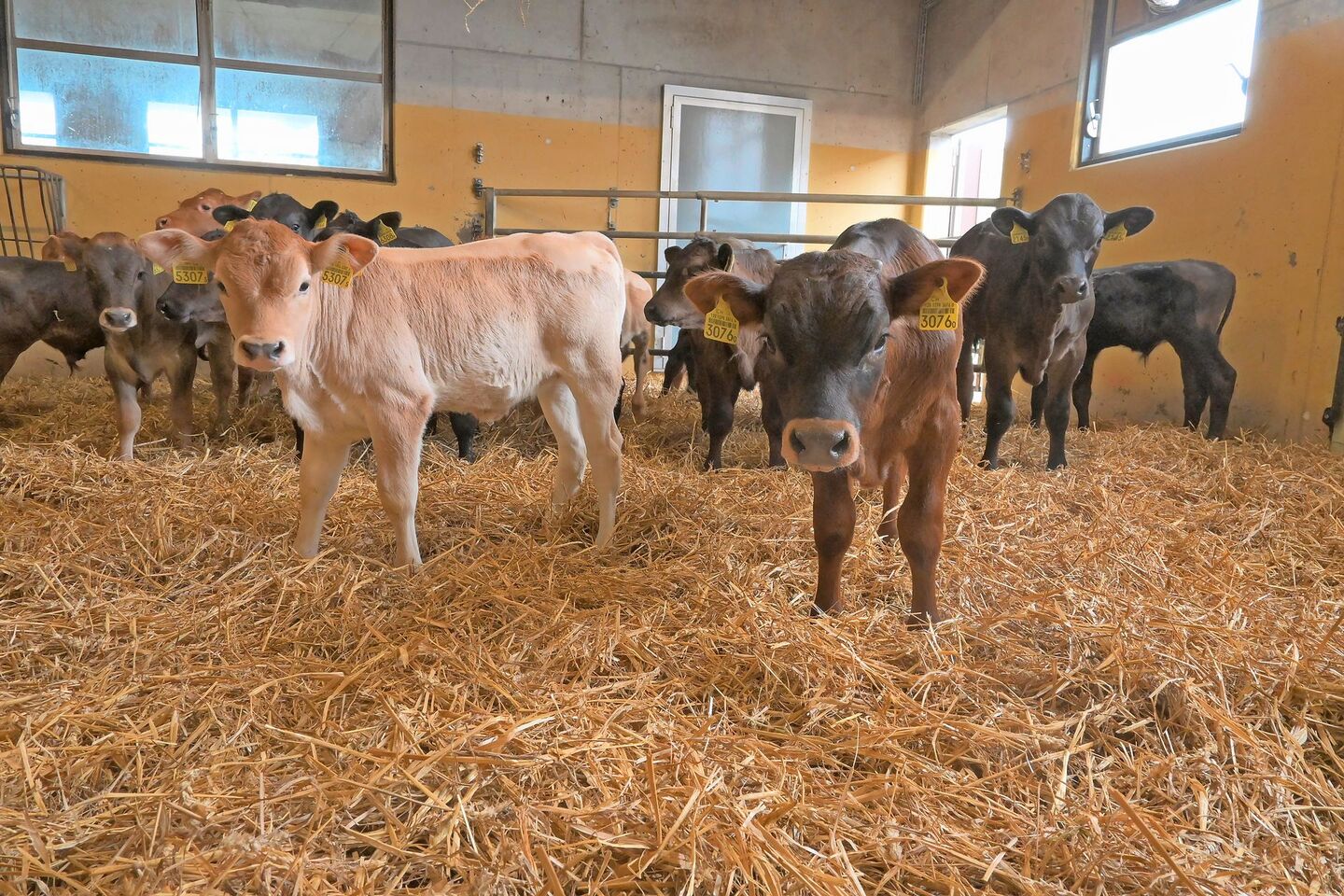 Schon bald müssen die Tränkekälber sowohl auf dem Geburts- wie auch auf dem Folgebetrieb gegen die Kälbergrippe geimpft werden.  